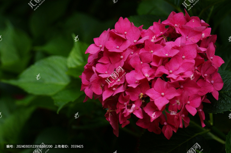 夏季的塞尔玛绣球