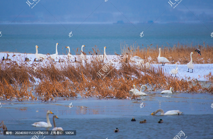 海滨天鹅湖雪景