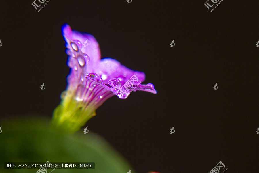 微距镜头中的三叶花