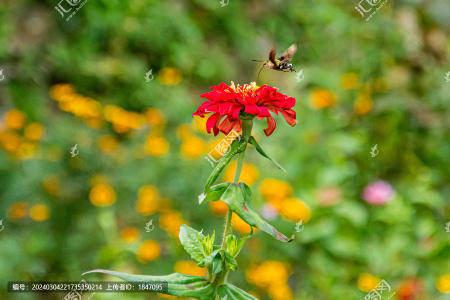 百日菊