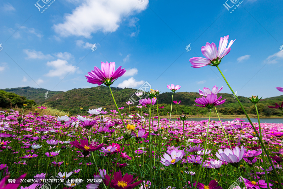 黄山鲁森林公园春天格桑花风景