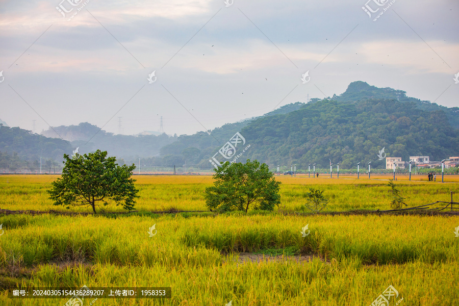 中山市田园风光