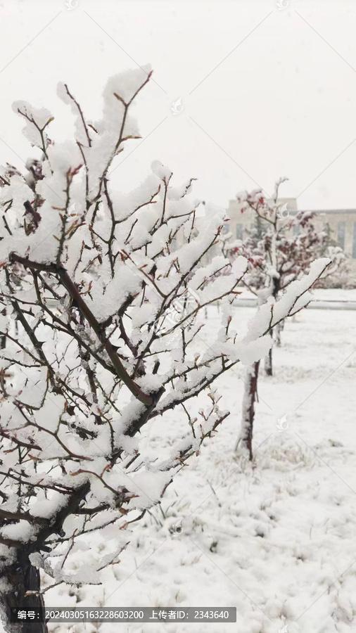 冬天雪景黑白