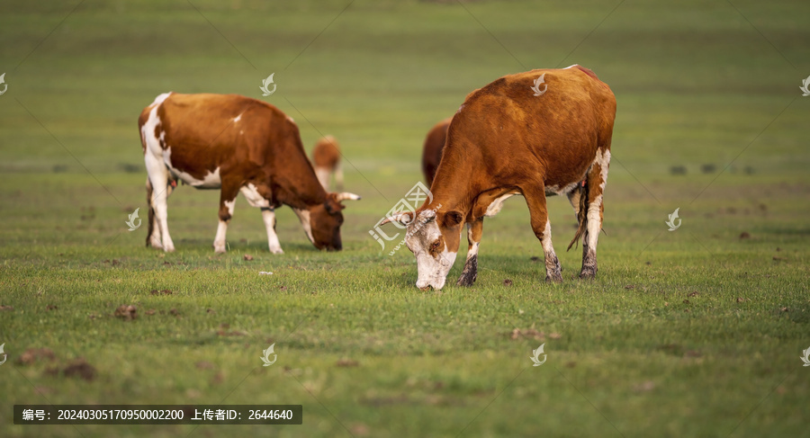 牛黄牛肉牛内蒙古草原