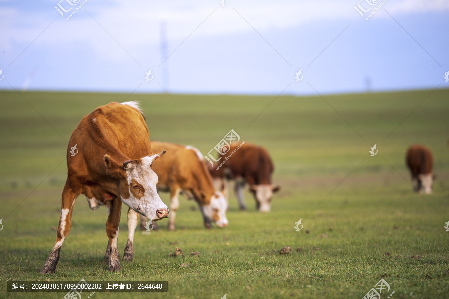 牛黄牛肉牛