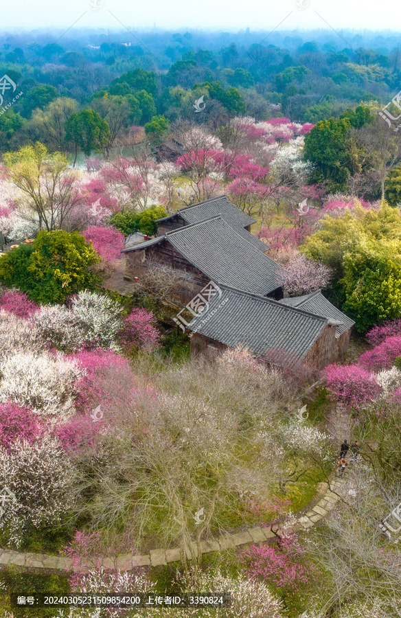 航拍春日西溪湿地