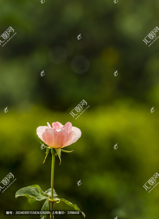 丰花月季粉色单头