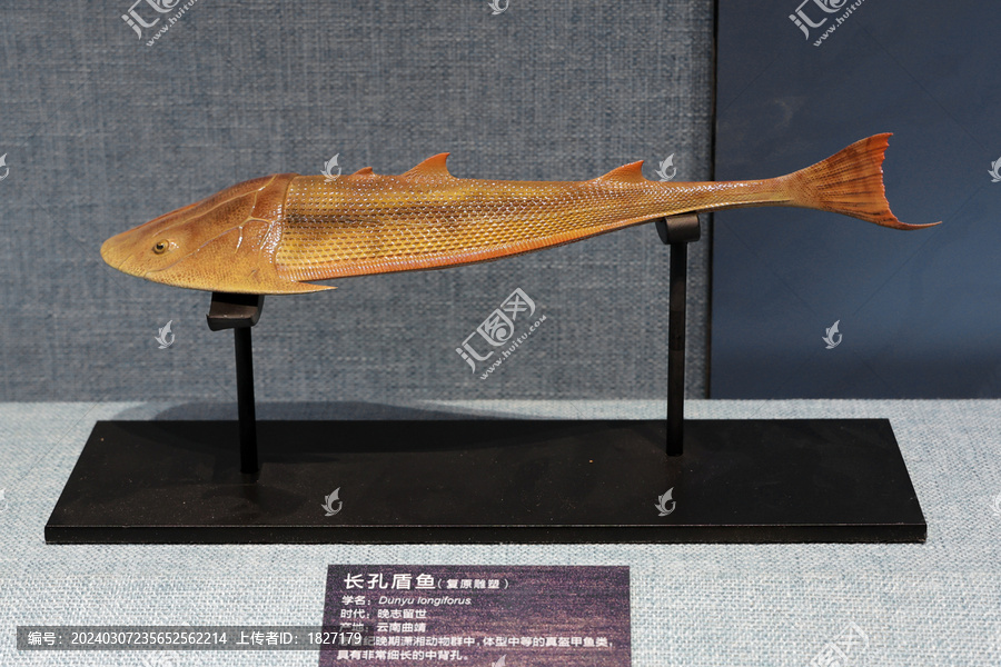 长孔盾鱼