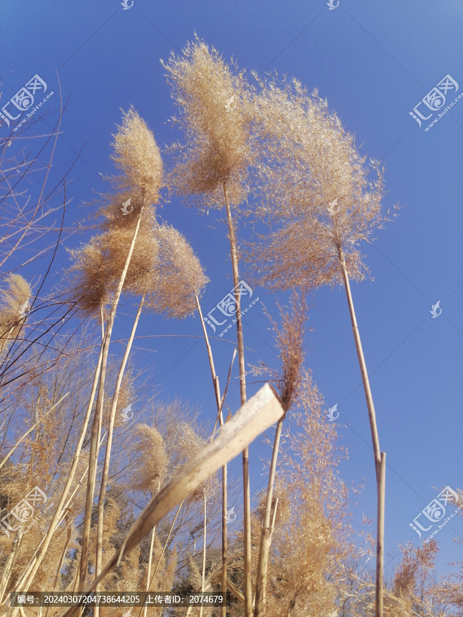 秋季芦苇