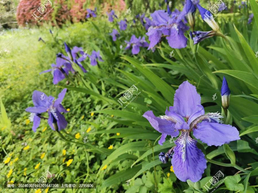 鸢尾花