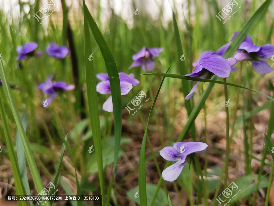 紫花地丁