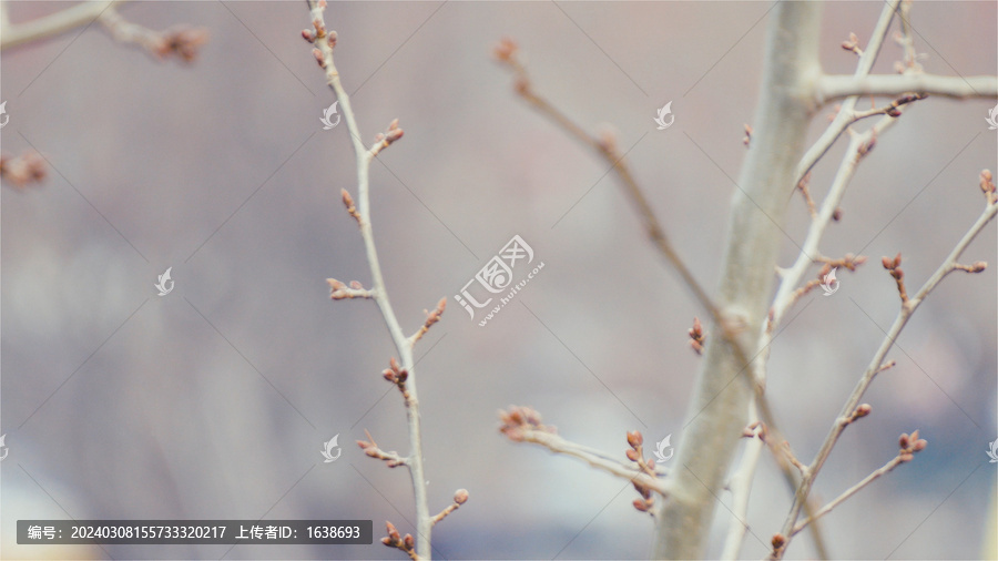 新芽春芽树枝枝头植物特写4K