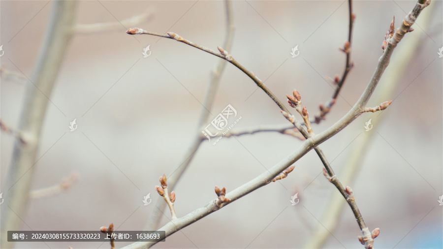 新芽春芽树枝枝头植物特写4K