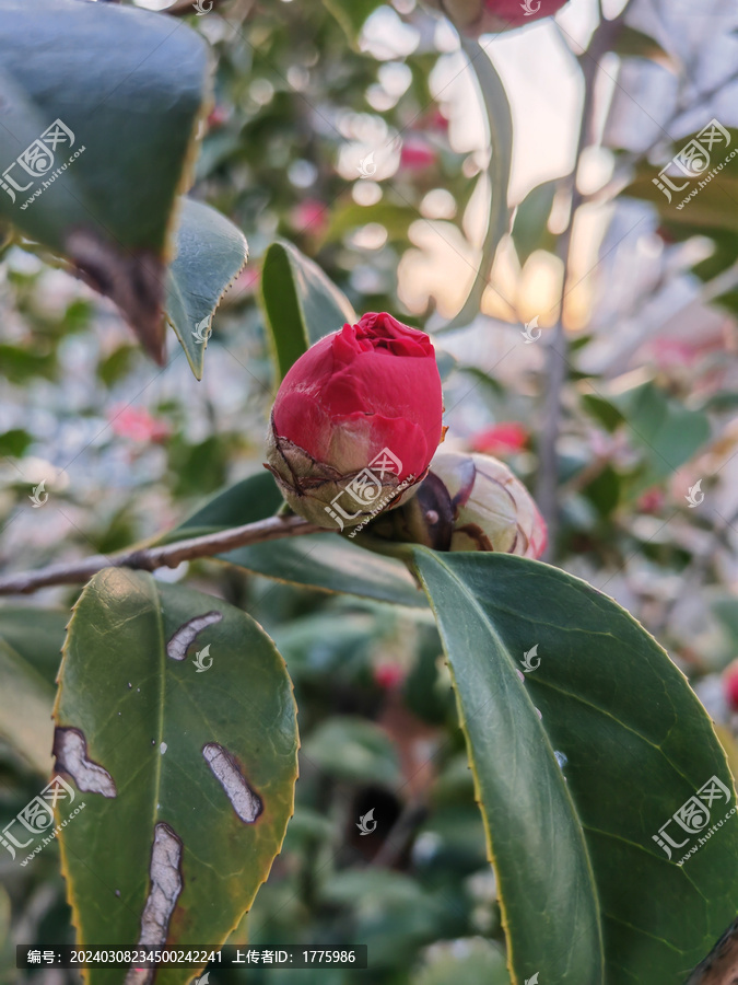 茶花