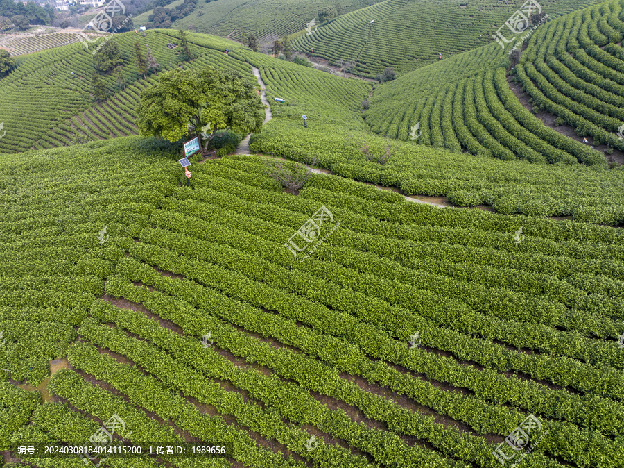 航拍安吉茶园