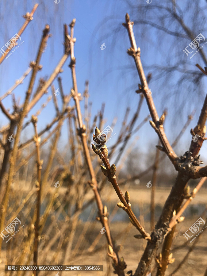 春日萌芽