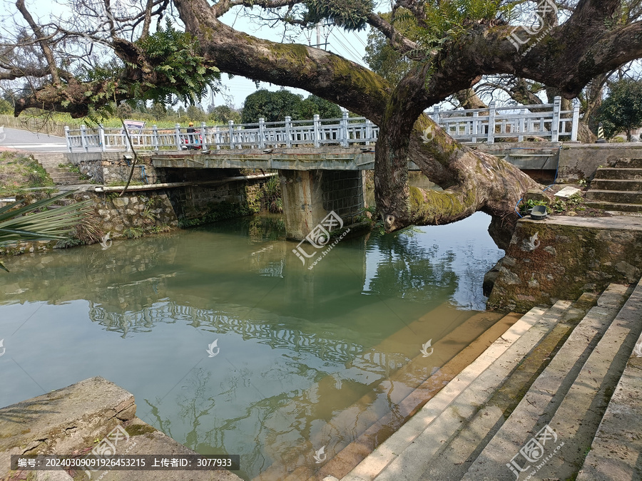 河岸水泥桥古树