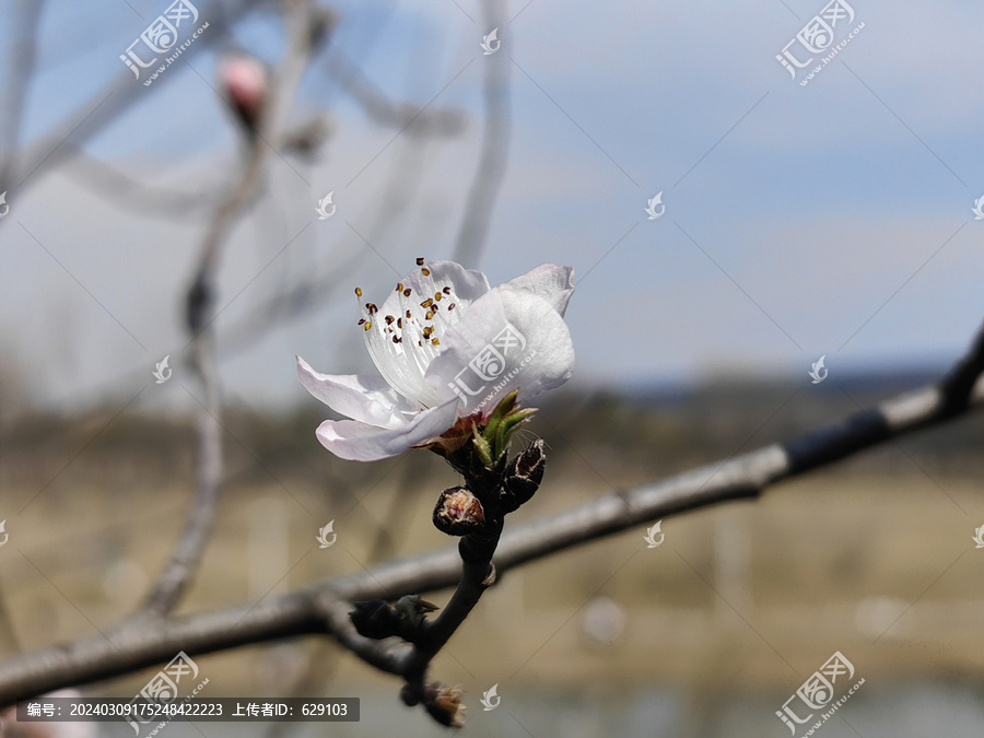 白色山桃花