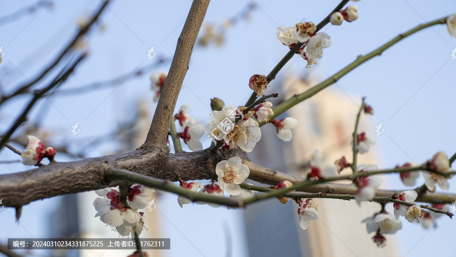 梅花