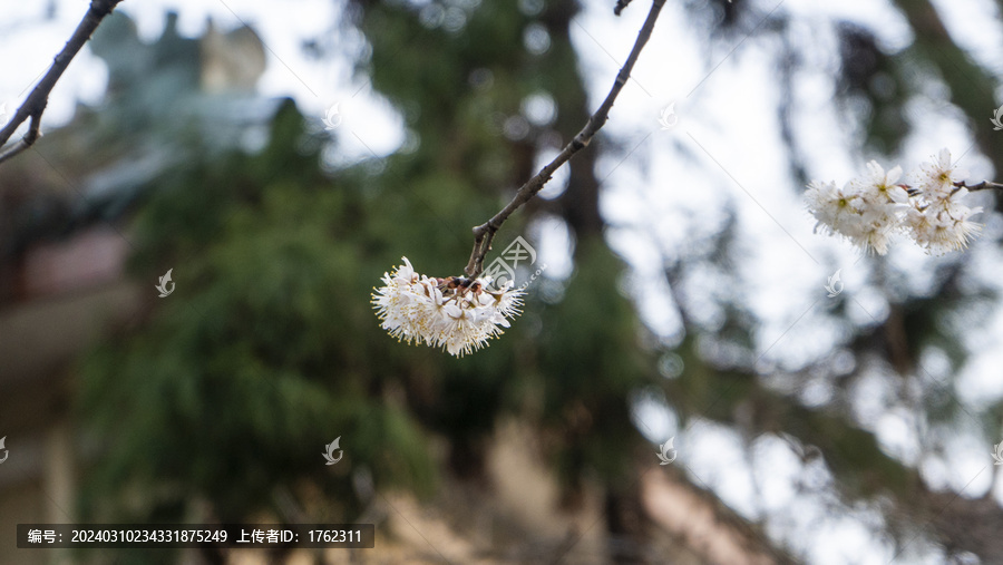 梅花