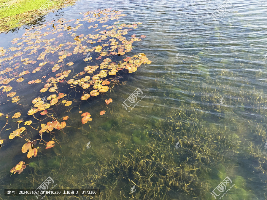 水草