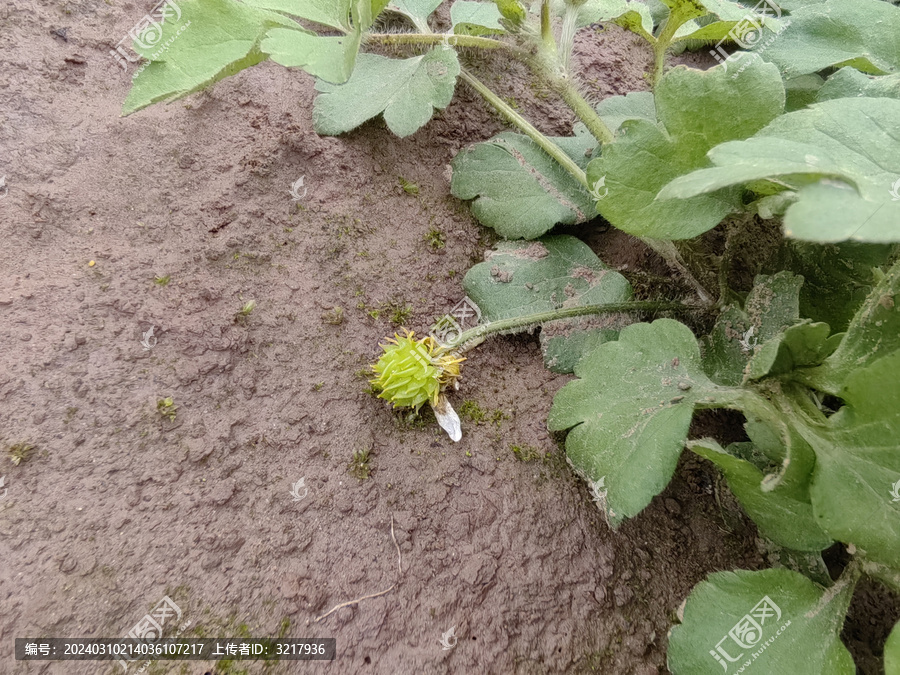 野芹菜