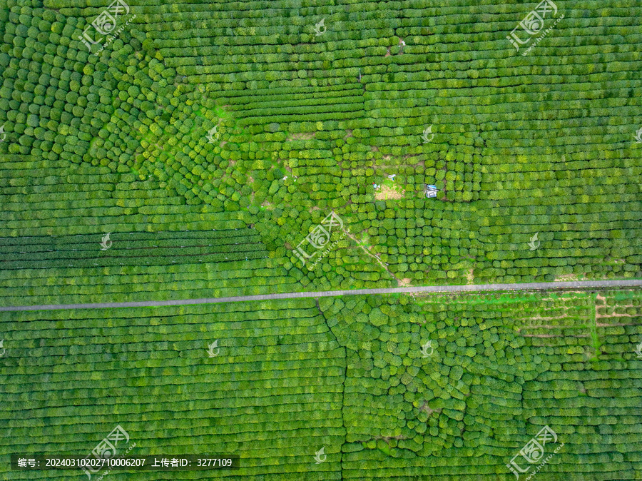 春天的杭州西湖龙井茶园