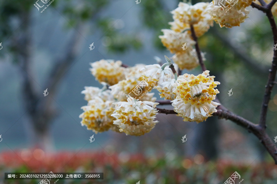 结香花特写