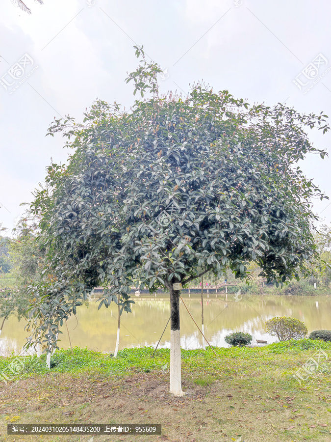 桂花树