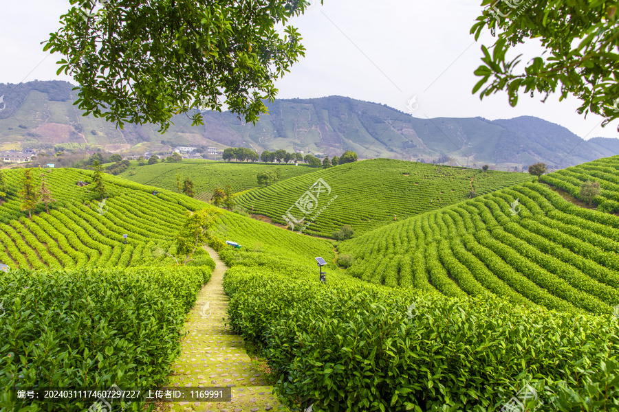 安吉茶场