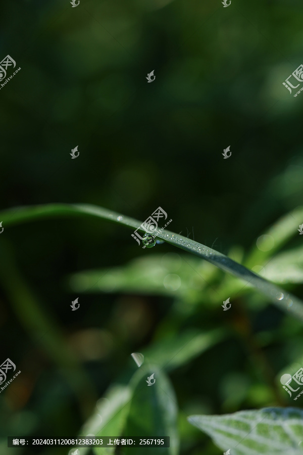 暗色调高级感植物上的露水生命力