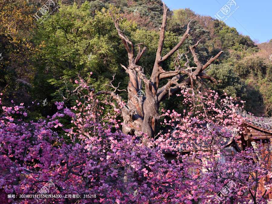 西昌泸山公园樱花簇拥的枯树