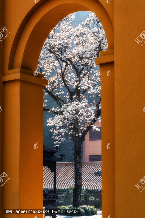 杭州临安天目山禅源寺的白玉兰