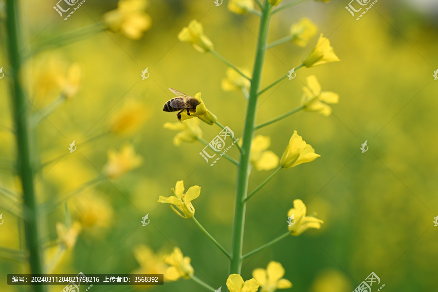 蜜蜂在油菜花花上授粉的特写镜头