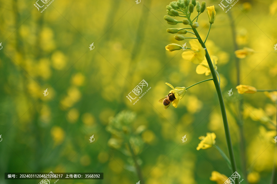 蜜蜂在油菜花花上授粉的特写镜头