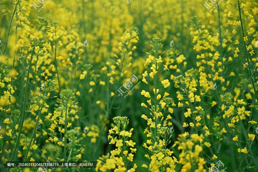 田间黄色油菜花花植物全帧拍摄