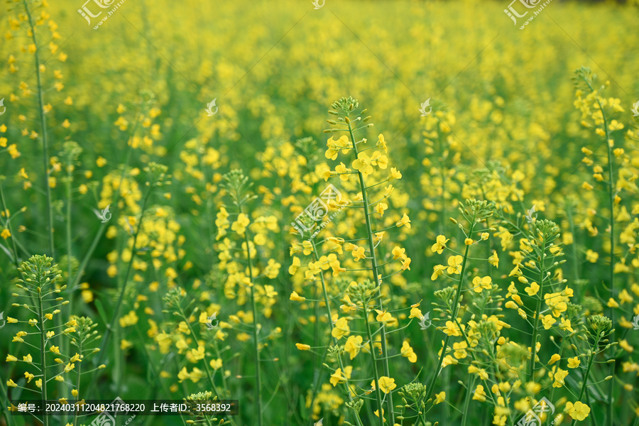 田间黄色油菜花花植物全帧拍摄