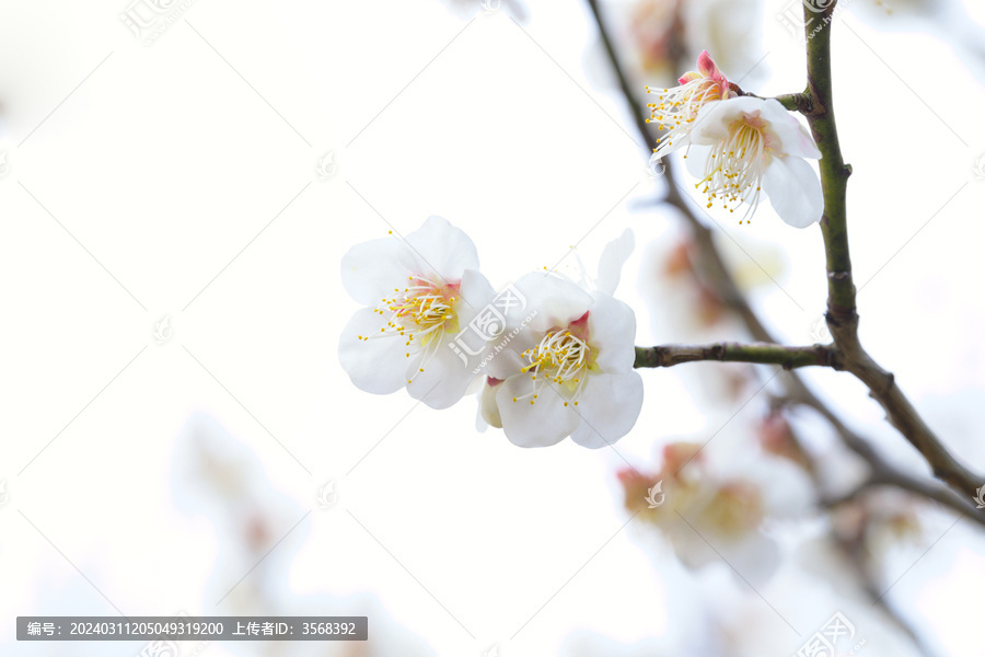 微距拍摄盛开的白梅花特写镜头