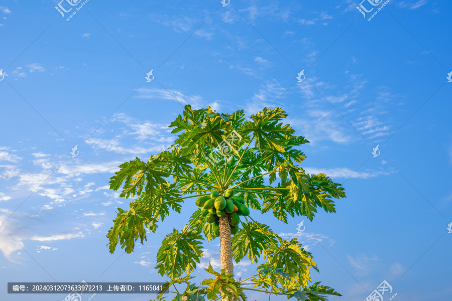 海南木瓜树