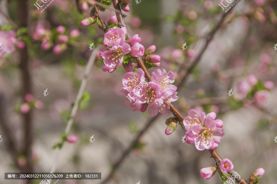 小桃红花朵