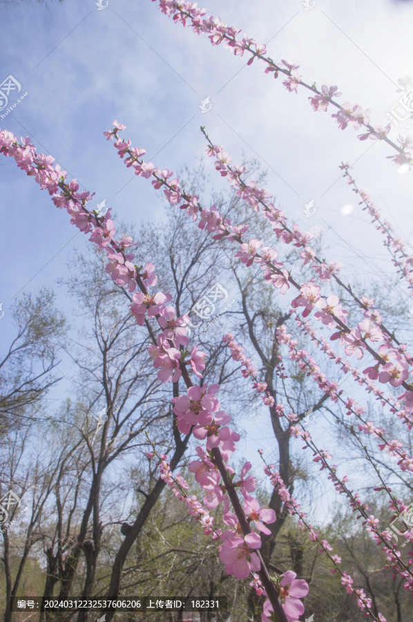 花枝榆叶梅