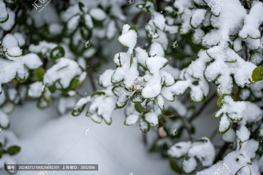 雪压枝头