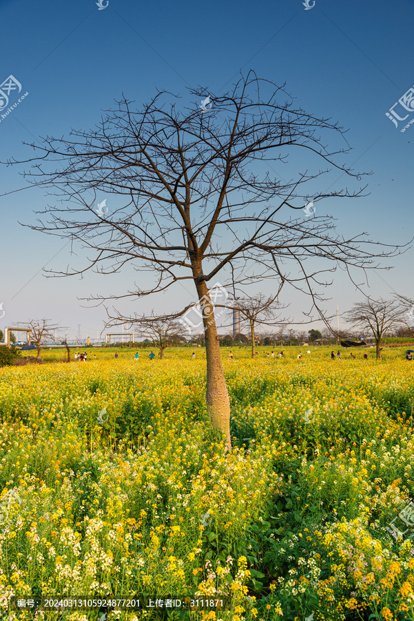 南沙异木棉与油菜花盛开风景