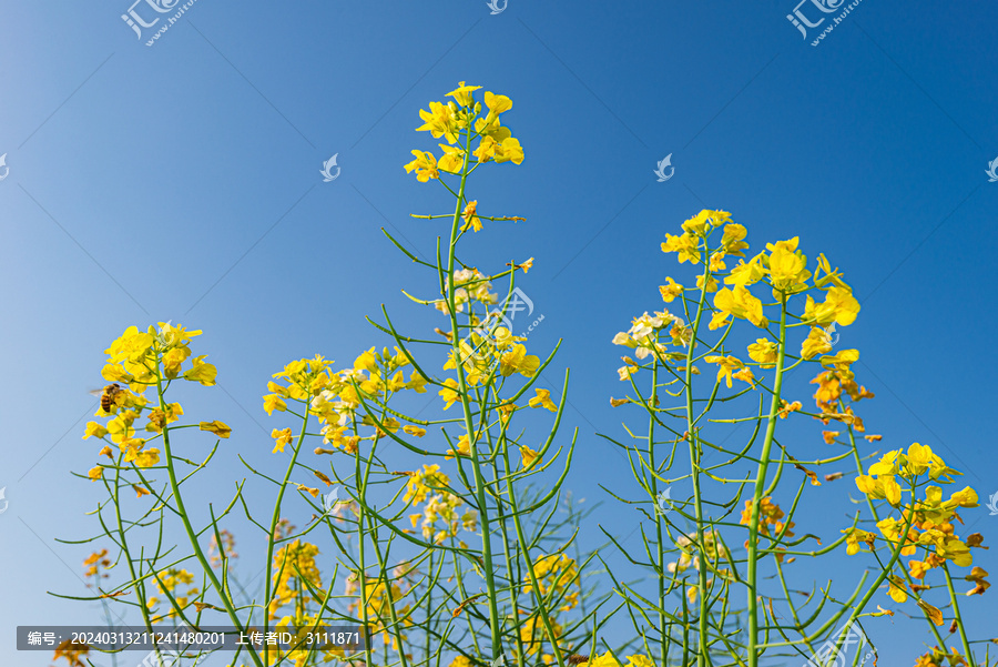 广东油菜花盛开春天风景