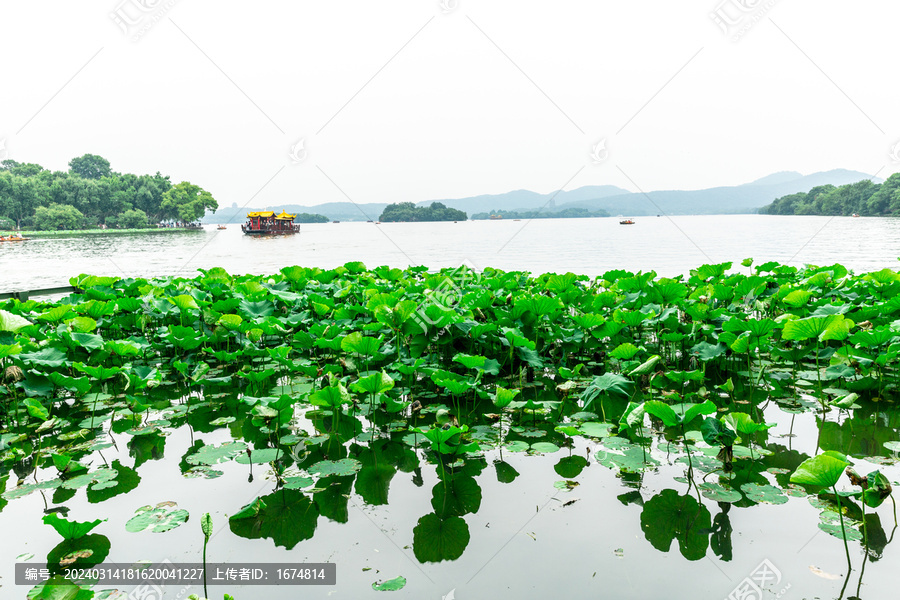 杭州西湖荷花