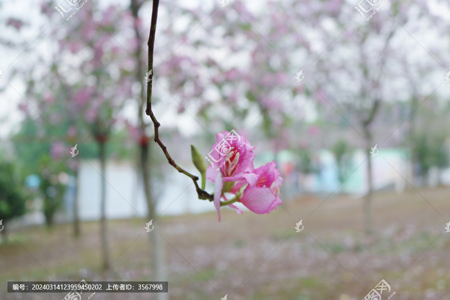 春天雨中广州的紫荆花