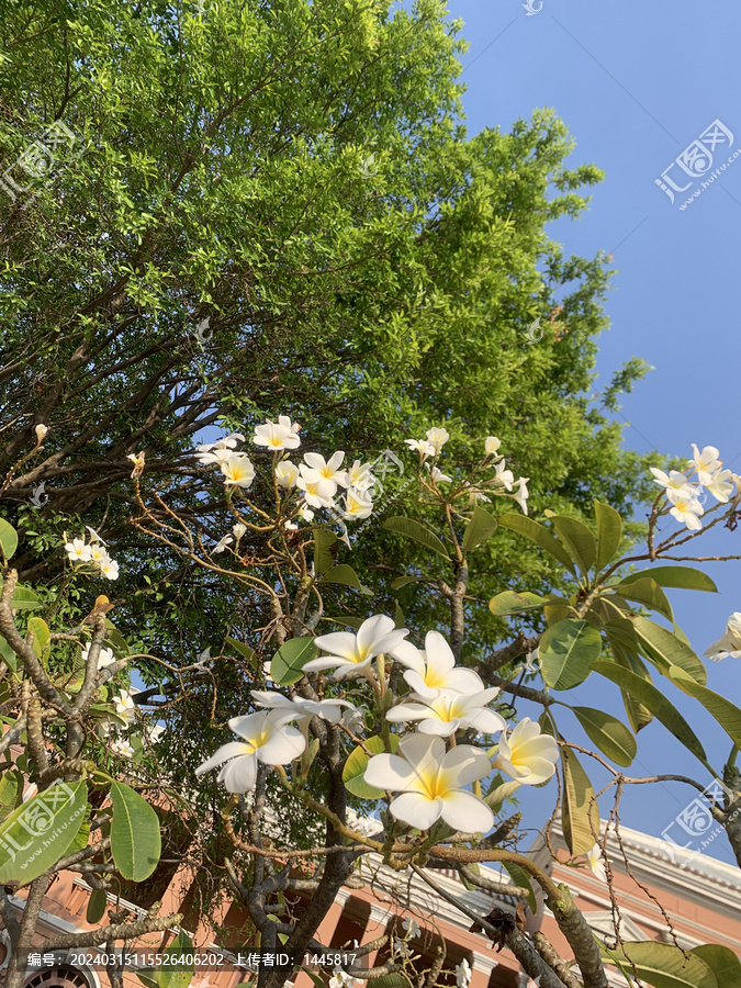 鸡蛋花白色花