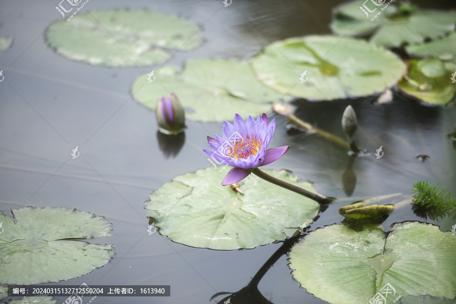 莲花