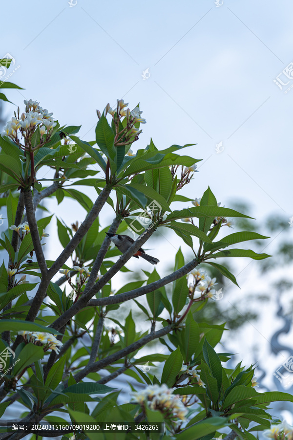 公园里的鸡蛋花树