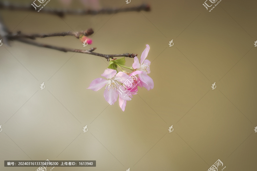 浪漫樱花